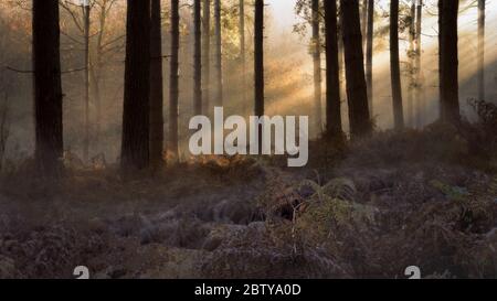 Forest morning light, trees and fern with ice foreground with light beams streaming through trees, Sherwood Forest, Nottinghamshire, England, United K Stock Photo