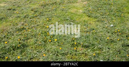 Freshly mown dandelions.Fresh hay texture as a natural background Stock Photo