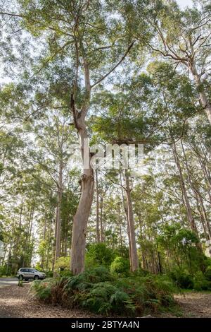 Giant Karri gum trees at Gloucester National Park, Pemberton, Western Australia, Australia, Pacific Stock Photo