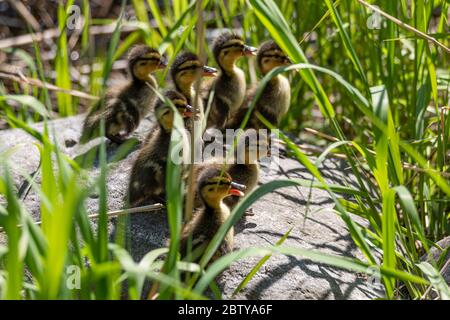 Mallard ducklings (Anas platyrhynchos) standing on a rock looking at the same direction Stock Photo