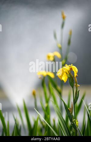 Yellow Iris Flower. Yellow Flag Iris growing on the edge of a pond. Stock Photo