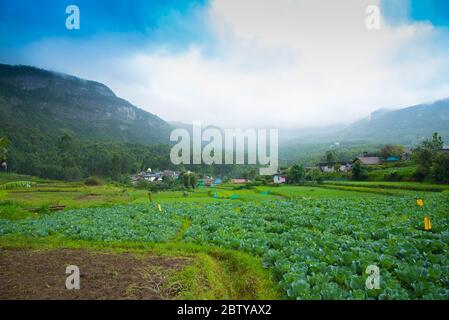 Munnar Cabbage Farm Landscape , Kerala, India Stock Photo