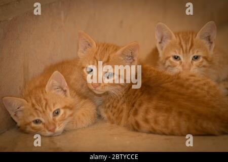 Ginger kitten Stock Photo