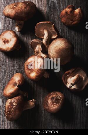 Shitake mushrooms isolated on dark wooden background Stock Photo