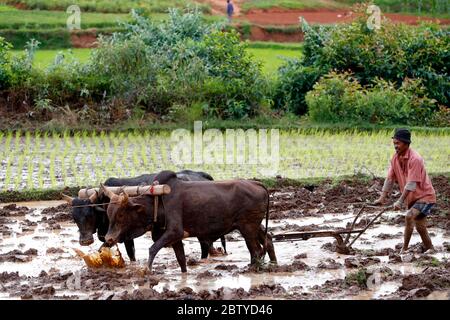 Farmer ploughing rice paddy field with traditional primitive wooden oxen-driven plough, Madagascar, Africa Stock Photo