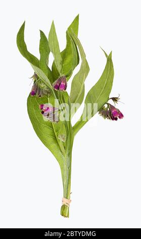 Comfrey, Symphytum flower Stock Photo