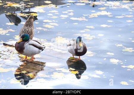 Group of wild ducks sleeping on the lake. Late autumn or winter time Stock Photo