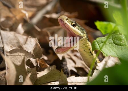 An Eastern Garter Snake searches for a meal in the Glen Stewart Ravine in the Upper Beaches neighbourhood of Toronto, Ontario. Stock Photo