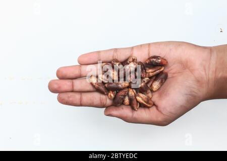 Date palm seeds on hand Stock Photo