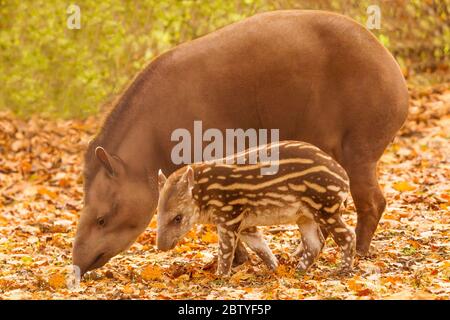 South American Tapir or Brazilian Tapir Mother And Calf ( Tapirus  Terrestris ) Walking Over Fallen Leaves Looking For Food Together Stock  Photo - Alamy