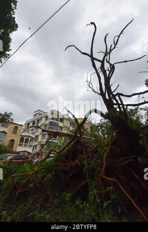 Howrah, India. 21st May, 2020. After-effects of the tropical super cyclonic storm Amphan that hit on 20th May 2020 and the 57th day of nationwide continuous lockdown due to Covid-19, in the southern West Bengal. It caused 2000 trees and 70 electric poles uprooted and broadband, electricity, water supply, cable TV stopped, mobile mobile connectivity hampered. A flash flood also occurred due to heavy rain of 200mm. (Photo by Biswarup Ganguly/Pacific Press/Sipa USA) Credit: Sipa USA/Alamy Live News Stock Photo