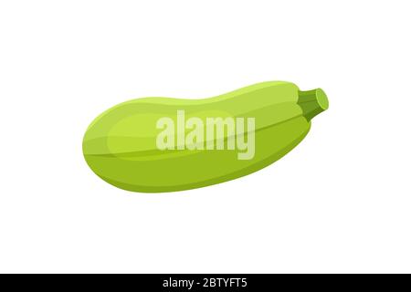Fresh zucchini isolated on background. Squash whole. Stock Vector
