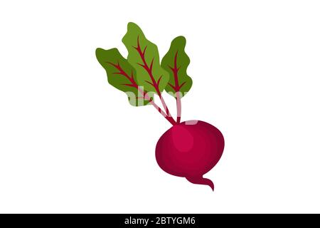 Beetroot vector icon isolated on white background Stock Vector