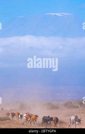 Kilimanjaro Mountain and African Giraffes from Amboseli Stock Photo