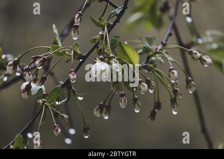 Beautiful branch of a blossoming cherry in transparent raindrops, on a blurry background. Stock Photo