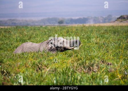 African Elephants or  Tuskers from Amboseli  Kenya Stock Photo