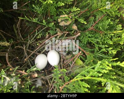 Eggs in empty Pigeon Nest Stock Photo
