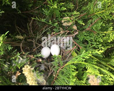 Eggs in empty Pigeon Nest Stock Photo