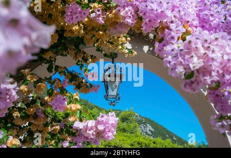 Beautiful pink flowers growing over an arch in the grounds of the Marbella Beach Hotel,  Corfu, Greece. Stock Photo