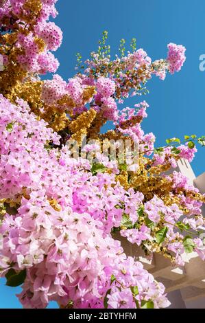 Beautiful pink flowers growing over an arch in the grounds of the Marbella Beach Hotel,  Corfu, Greece. Stock Photo