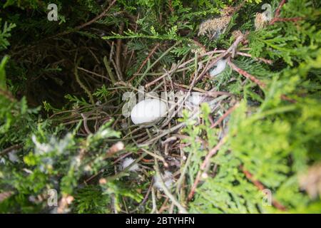 Eggs in empty Pigeon Nest Stock Photo