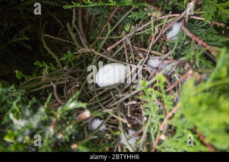 Eggs in empty Pigeon Nest Stock Photo