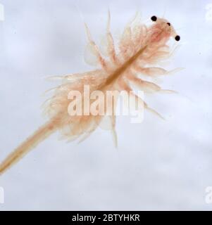 Super Macro Close Up of Artemia Salina Stock Image - Image of