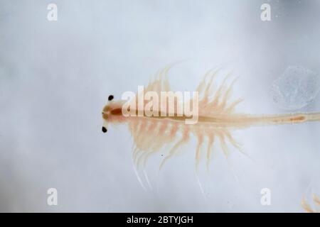 Super Macro Close Up of Artemia Salina Stock Image - Image of