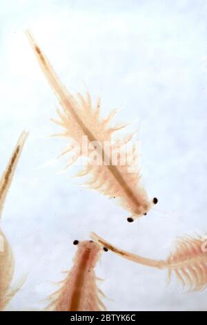 Super macro close up of Artemia salina a 100 million old species of brine shrimp, aquatic crustaceans. Stock Photo