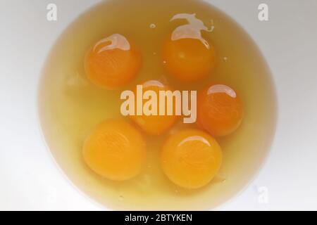 Egg yolks in a Bowl. Six eggs yolks. Eggs preparing for baking Cake. Stock Photo