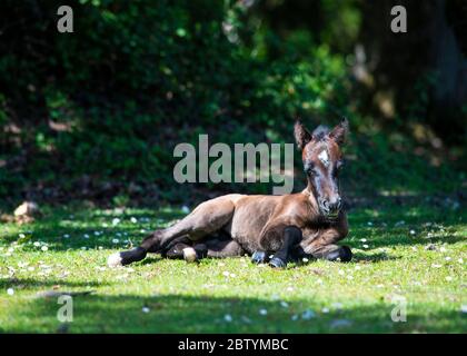 close up and  ground level image of  beautiful newly born new forest pony faceing the camera resting in the sun  copy space in background