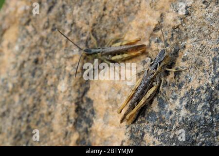 Two Locusts Blending in on a Rock on Olkhon Island, Lake Baikal, Russia Stock Photo