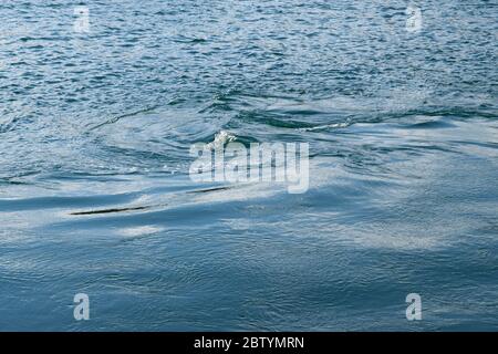 Blue Swirl Made by a Boat on the Water of Lake Baikal in Russia Stock Photo