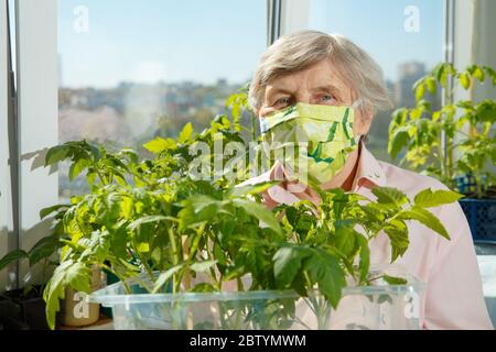 Portrait of an elderly woman who grows tomato seedlings in home isolation. Positive craze during quarantine Cowid-19. Stock Photo