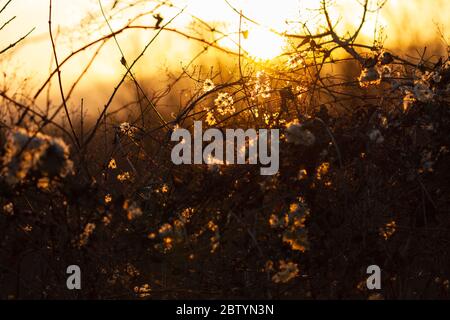 abstract dry branches of grass or shrubs in autumn or spring on a background of orange and yellow colored sunset. beautiful nature scenery. evening la Stock Photo