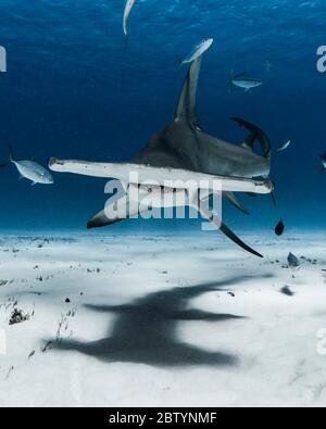 A hammer-heads straight for the camera. BAHAMAS: DAREDEVIL diver gets up close and personal with one-thousand-pound hammerhead sharks and says YOU can Stock Photo