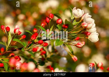 Flowers of the cherry blossoms on a spring day close up macro Stock Photo