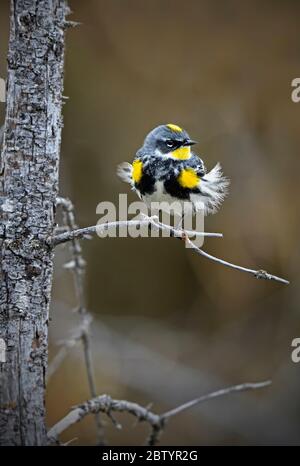 A Yellow-rumped warbler 'Dendroica coronata', perched on a dead tree branch with his feathers blowing in the wind at the beaver boardwalk near Hinton Stock Photo
