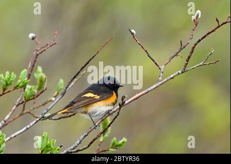 A tiny American Redstart warbler'Setophaga ruticilla',  perched on a willow tree branch in rural Alberta Canada. Stock Photo