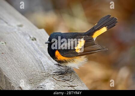 A tiny American Redstart warbler'Setophaga ruticilla',  perched on a wooden railing in rural Alberta Canada. Stock Photo