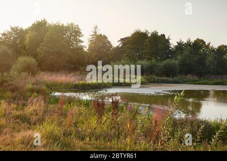 Gerrards Cross Common, Buckinghamshire Stock Photo