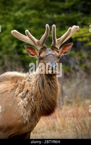 A portrait image of a wild bull elk  ( Cervus canadensis), with antlers half grown in the spring season near Hinton Alberta Canada Stock Photo