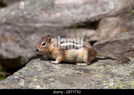 Golden-Mantled Ground Squirrel Stock Photo
