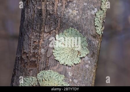 Greenshield lichen growing on a tree in northern Wisconsin. Stock Photo