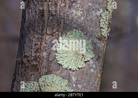 Greenshield lichen growing on a tree in northern Wisconsin. Stock Photo