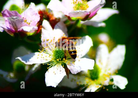 bee on blackberry flowers Stock Photo