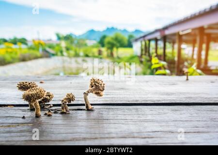 Small mushrooms are growing on wooden planks to make a table during hot and humid weather. Stock Photo
