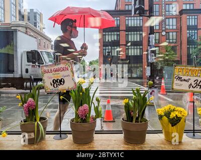 A masked pedestrian with a red umbrella walks past a display of potted plants  in the window of Trader Joe's  grocery store on 14th Street NW in Washi Stock Photo