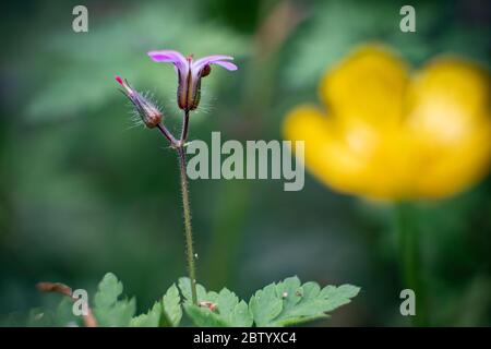 A close-up image of a Herb Robert plant flowering in a Worcestershire woodland, UK. Stock Photo