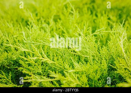 Bright green coniferous branches in the sunlight cypress close-up Stock Photo